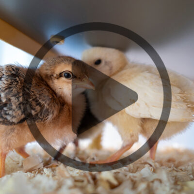 How to Care for Baby Chicks in Summer or Fall